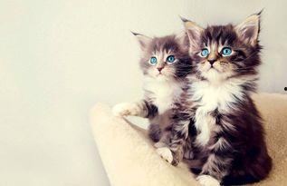 娱乐吃瓜酱猫条